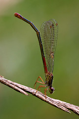 Image showing dragonfly coenagrion puella on a flower in t