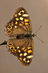 Image showing brown butterfly in 