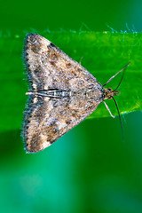 Image showing  white butterfly  on 