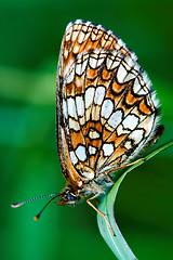 Image showing  butterfly resting