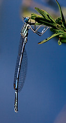 Image showing blue dragonfly coenagrion puella  on