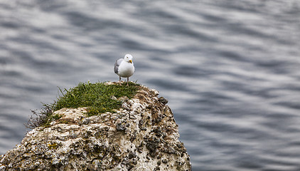 Image showing The European Herring Gull on the Etretat Cliffs