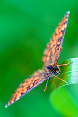 Image showing brown orange butterfly  on