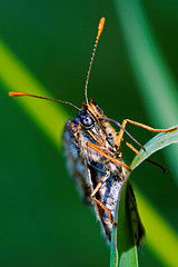 Image showing front of wild brown