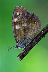 Image showing side of wild brown grey 