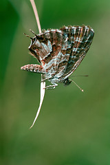 Image showing white butterfly 