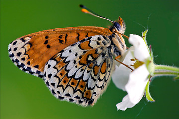 Image showing of wild brown 