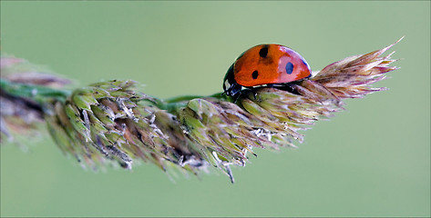 Image showing  ladybug coccinellidae anatis ocellata