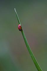 Image showing  ocellata coleoptera on grass 