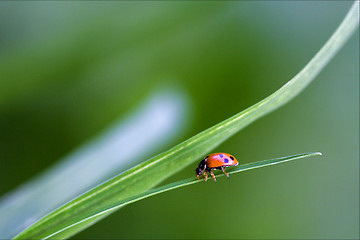 Image showing side of red ladybug c