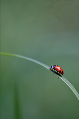 Image showing side of  wild red ladybug coccinellidae 