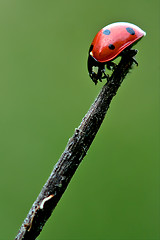 Image showing the side of  wild red ladybug