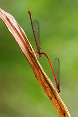 Image showing  Coenagrionidae puella having sex in the bush