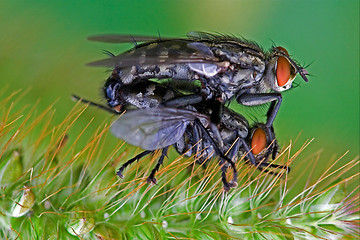 Image showing helina obscurata musca domestica