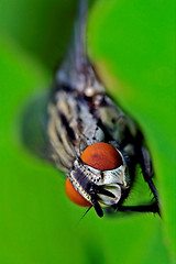 Image showing fly  diptera calliphoridae