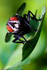 Image showing calliphoridae calliphpora vicina 