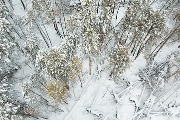 Image showing aerial view of winter forest