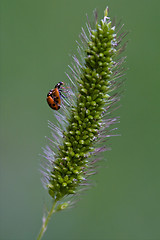 Image showing anatis ocellata coleoptera on a flower having sex
