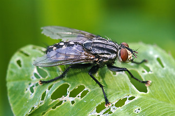 Image showing i musca domestica in a leaf