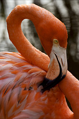 Image showing  flamengo  whit yellow eye