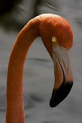 Image showing pink flamengo  whit yellow eye