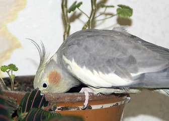 Image showing Parrot peck from flowerpot