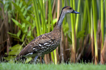 Image showing black eye in bush republica dominicana 