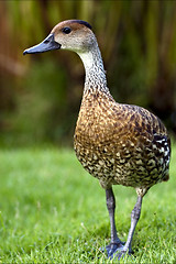 Image showing front of duck whit black eye 