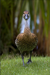 Image showing front of duck whit black eye in bush