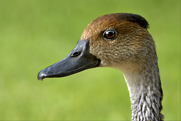 Image showing side of duck whit black eye