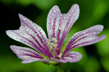 Image showing  flower malva alcea moschata sylvestris lavatea arborea