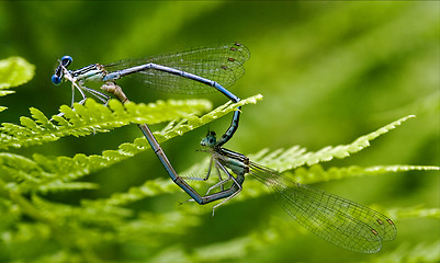 Image showing sex of  wild  yellow blue dragonfly