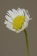 Image showing white daisy composite chamomilla in background 