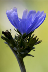 Image showing close up  blue composite  cichorium intybus