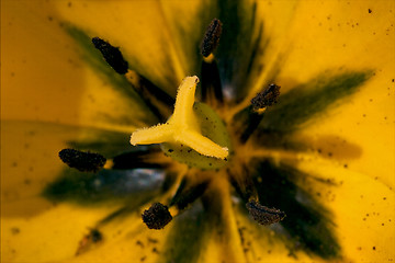 Image showing close up papaveracee papaver rhoeas