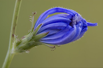 Image showing composite  cichorium intybus pumilium flower