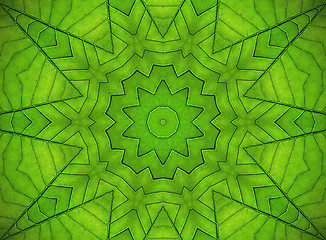 Image showing Green leaf abstract pattern
