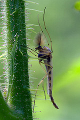 Image showing culex mosquito 