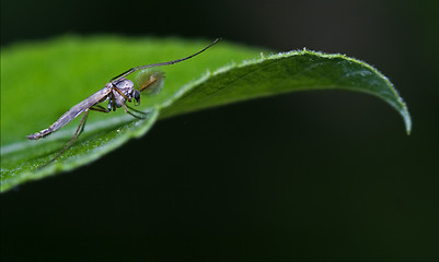 Image showing  mosquito  green leaf