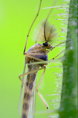 Image showing side of wild fly  chironomidae chironomus