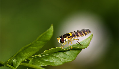 Image showing side of wild fly diptera syrphidae
