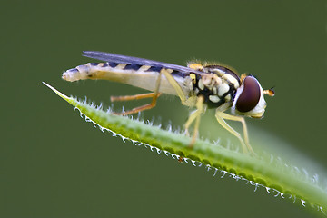 Image showing  syrphus ribesii  eristalis on a green leaf