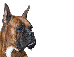 Image showing Boxer Dog