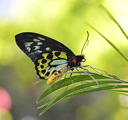 Image showing Tropical Butterfly