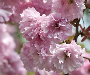 Image showing Spring Cherry Blossoms