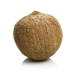 Image showing Coconut