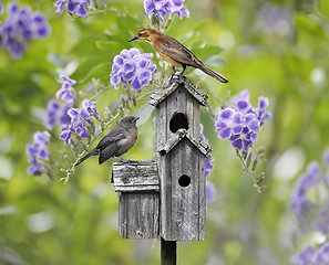 Image showing Birds On A Bird House