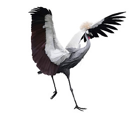 Image showing Grey Crowned Crane