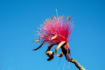 Image showing Shaving Brush Tree