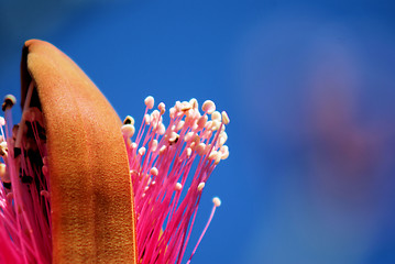 Image showing Shaving Brush Tree